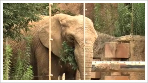 Yagiyama Zoological Park 仙台市八木山動物公園