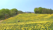 Miyagi Zao 宮城蔵王